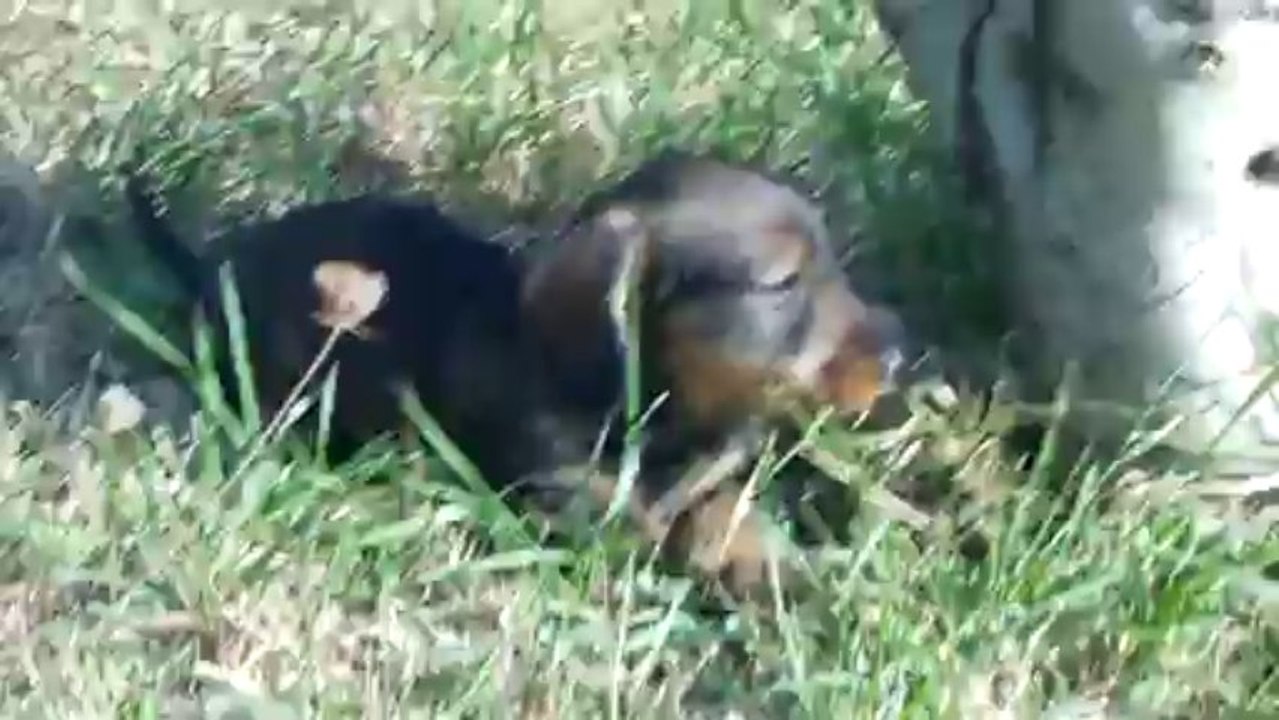 chiots teckels 13.10.13 004