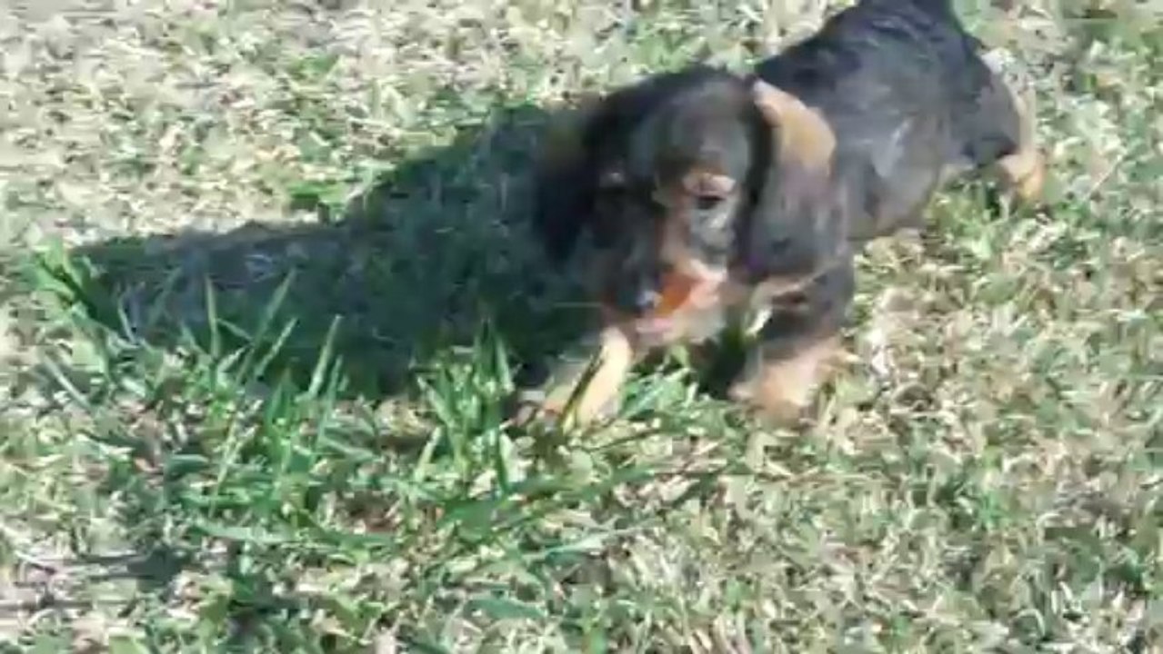 chiots teckels 13.10.13 005