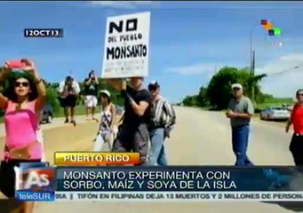 Puerto Rico: piden salga de la isla la multinacional Monsanto