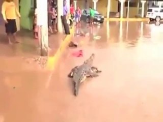 Au Mexique des crocodiles dans les rues d'Acapulco