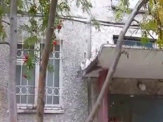 Un chat grimpe sur un immeuble