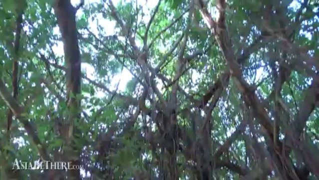 Amazing Tree Kaeng Krachan National Park