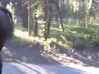 Comment être calme à côté d'un bison