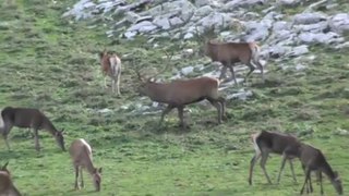 Brame du cerf dans le parc national des Abruzzes (Italie)