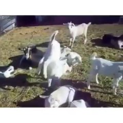 Une chèvre marche sur les pattes avant