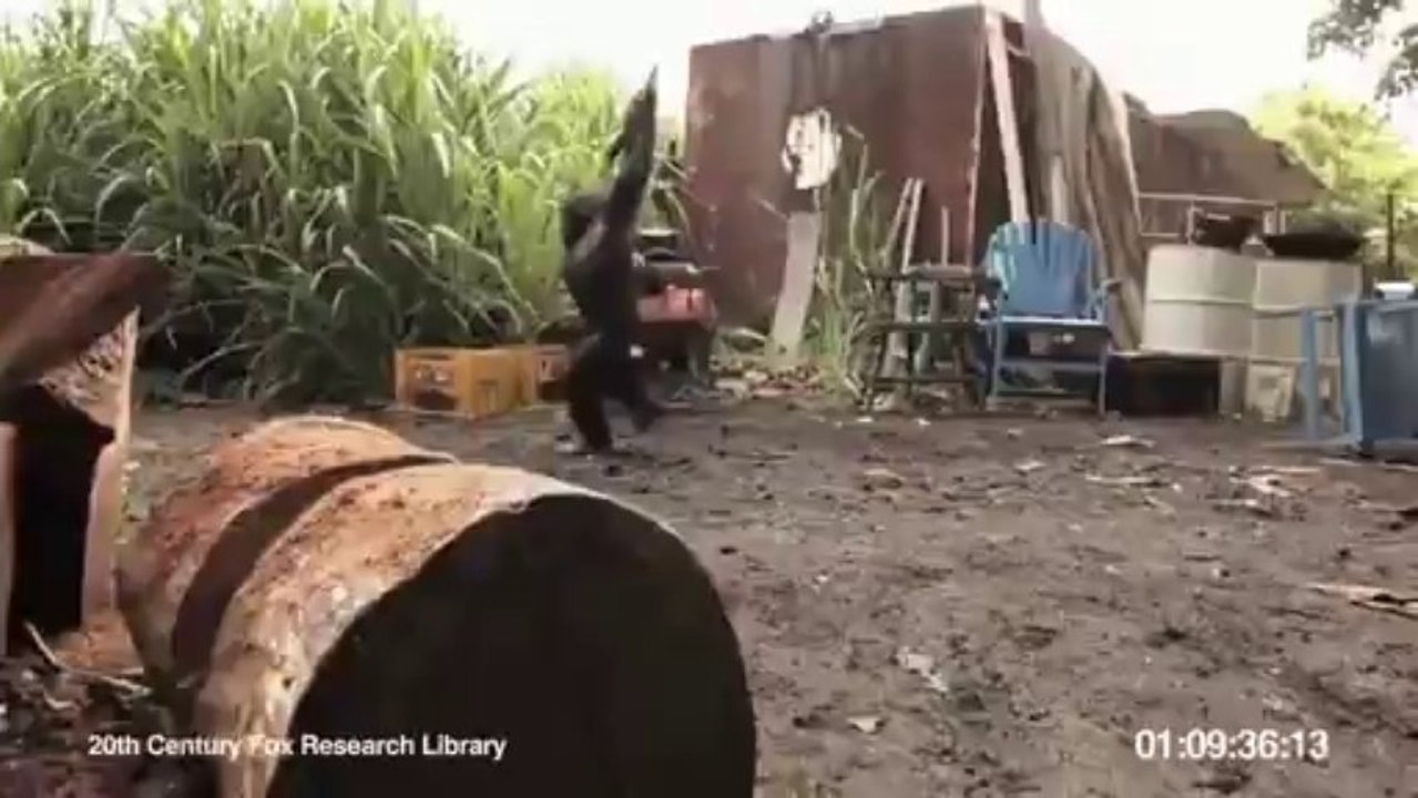 monkey vs south african soldiers