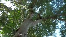 Ficus Racemosa, Cluster Fig Tree in Kaeng Krachan National Park