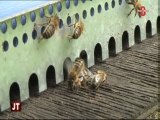 Apiculture : Réintroduction des abeilles noires (Cluses)