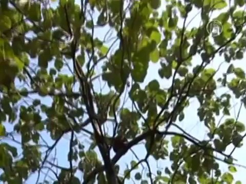 После укусов шершней у детей отказали органы