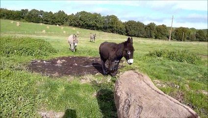 Les ânes dans l'Yonne