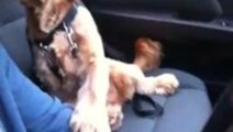 Dog Needs To Hold Hands During Car Ride