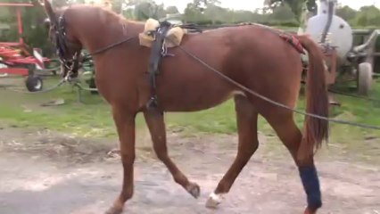 CAPUCINE DE NACRE AUX LONGUES LONGES