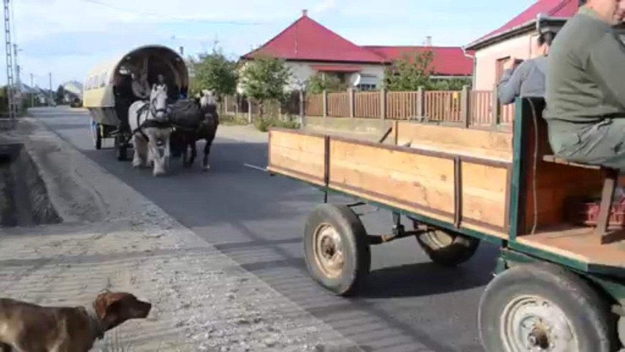 Hongrie, des amis, hommes, chevaux...