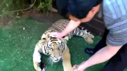 како да извадите заб на тигар