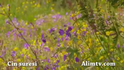 cin suresi