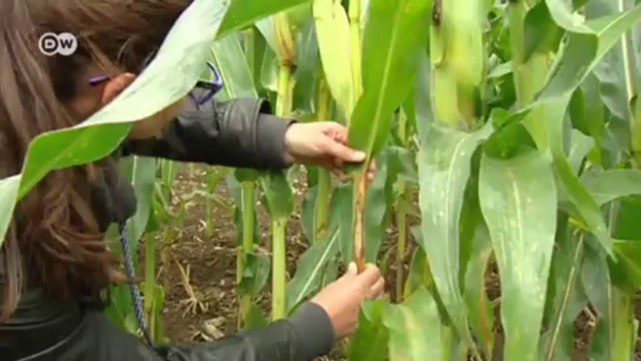 Vorhersagemodelle für Landwirte | Projekt Zukunft