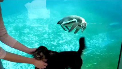 пингвин против опашката на кучето