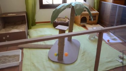 P'tite minette et le minou