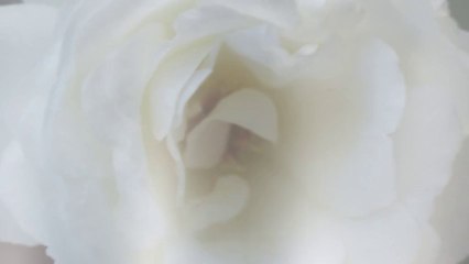 Philip Cottrell Gibraltar Flowers