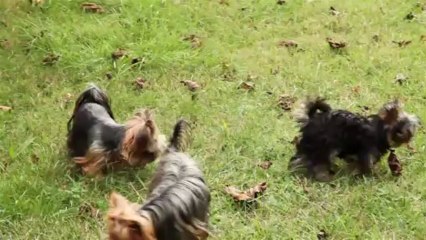 Bébé York Ice De L'Echo Du Devez