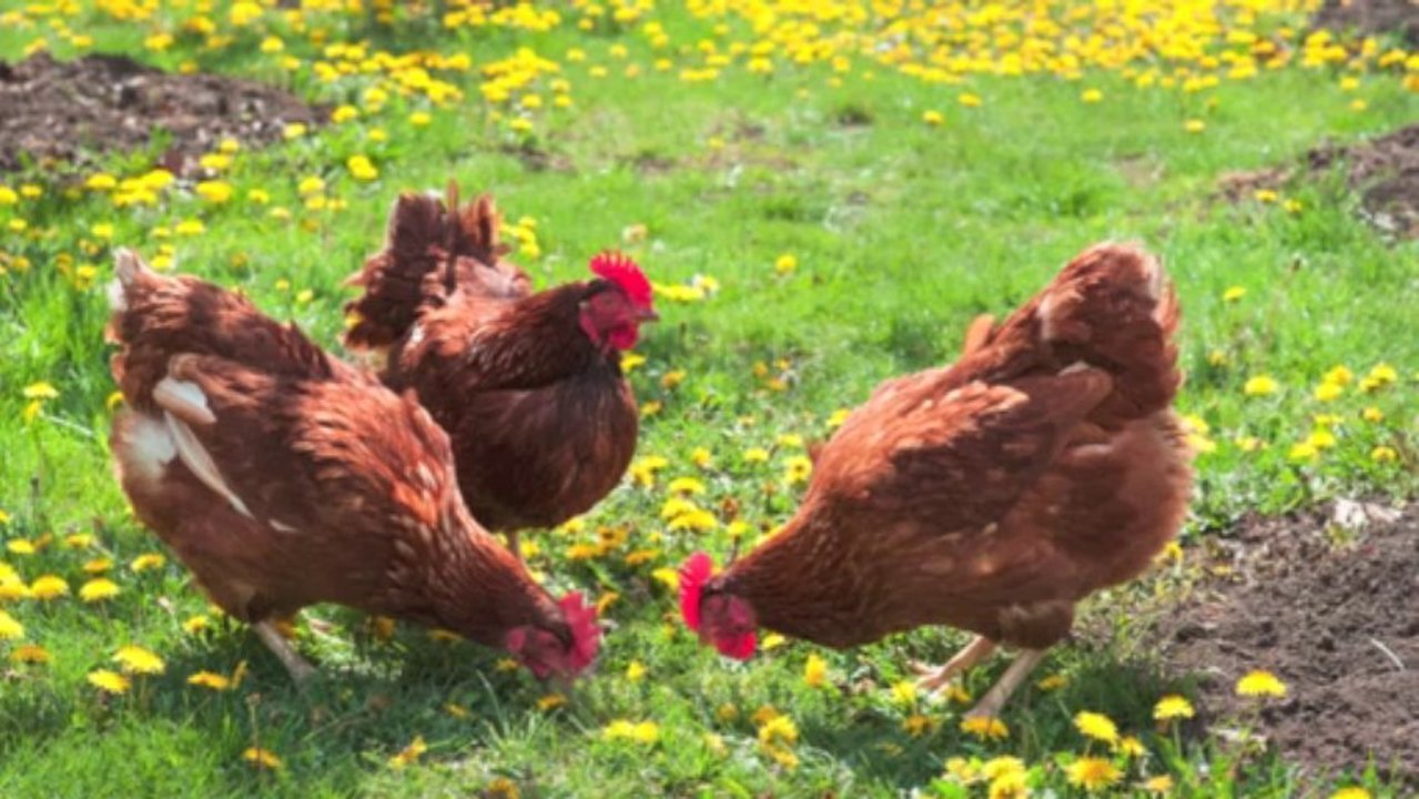 Le Journal Du Week-end Semaine 41