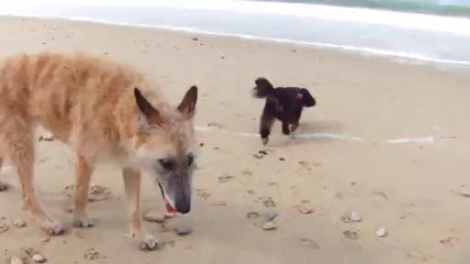 plage ile de ré (2)