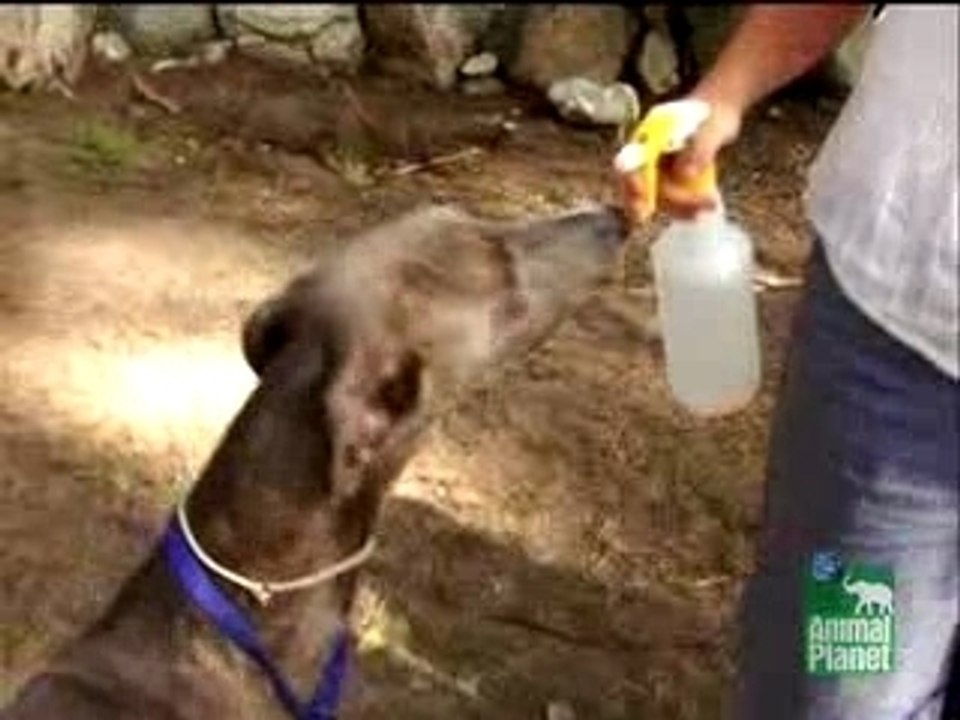 K-9 Show Time Clip 1