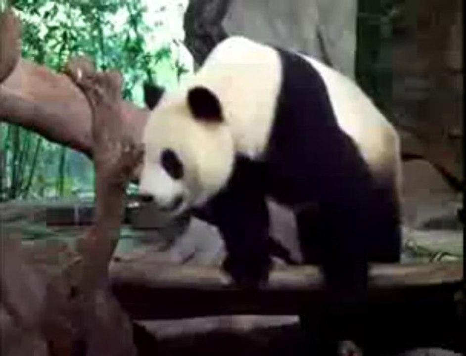 Oso panda troll