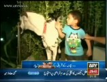 Sacrificial animals an attraction on Eid ul Azha