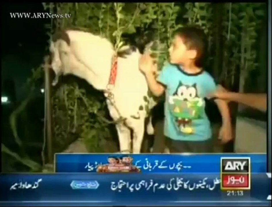 Sacrificial animals an attraction on Eid ul Azha