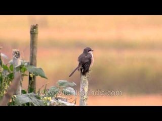 Birds on fencing poles and in the ripe yellow fields of Ziro Village Arunachal