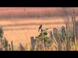 Near a paddy field in Ziro, a carefree bird perches and preens