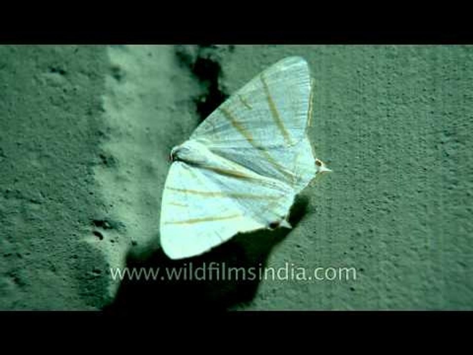 White in peace, Yellow to tango: Ziro moths