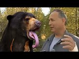 Canadian man Gilles Cyr survives bear attack by grabbing tongue