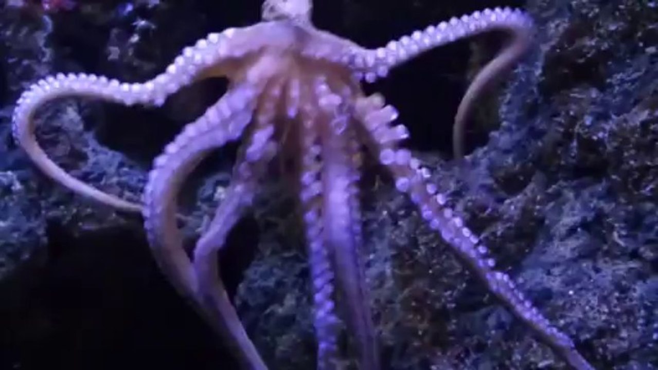Behold the Dancing Octopus