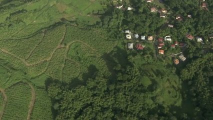 Ville du Morne-Rouge : Champs de bananes