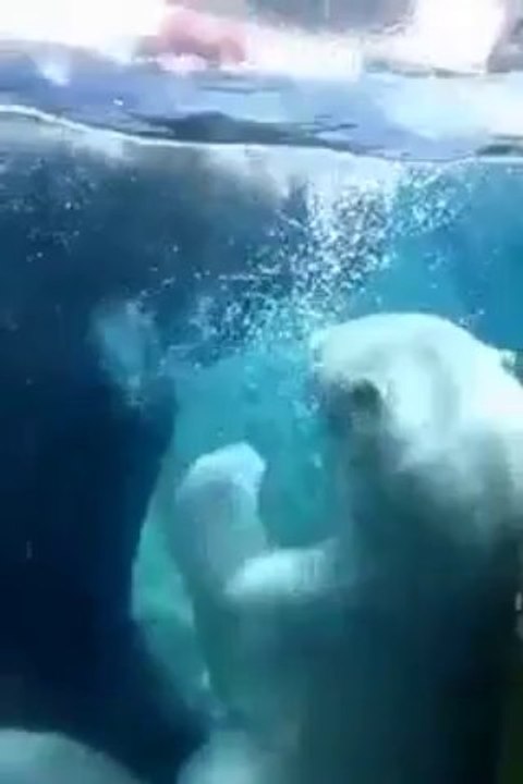 Ours Polaire joue avec un ballon au zoo de San Diego