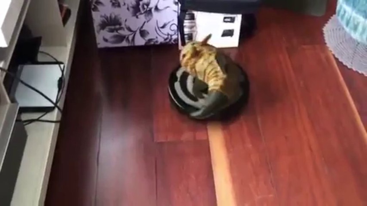 Shark Cat On Roomba