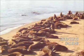 LIONS DE MER A MARDEL