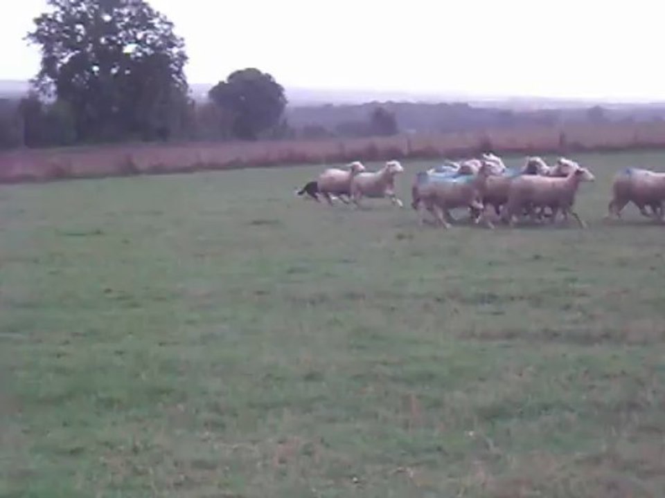 HOBBY 11 MOIS OVINS 01