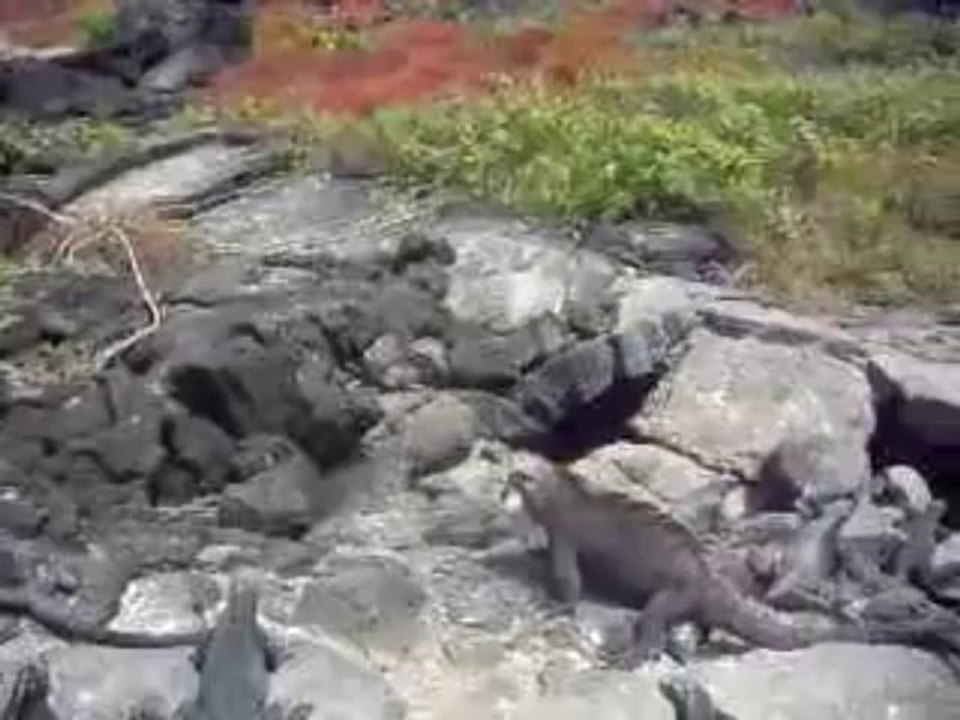 Galapagos marine Iguanas - Galapagos Land Based tours - Isabela island (2)