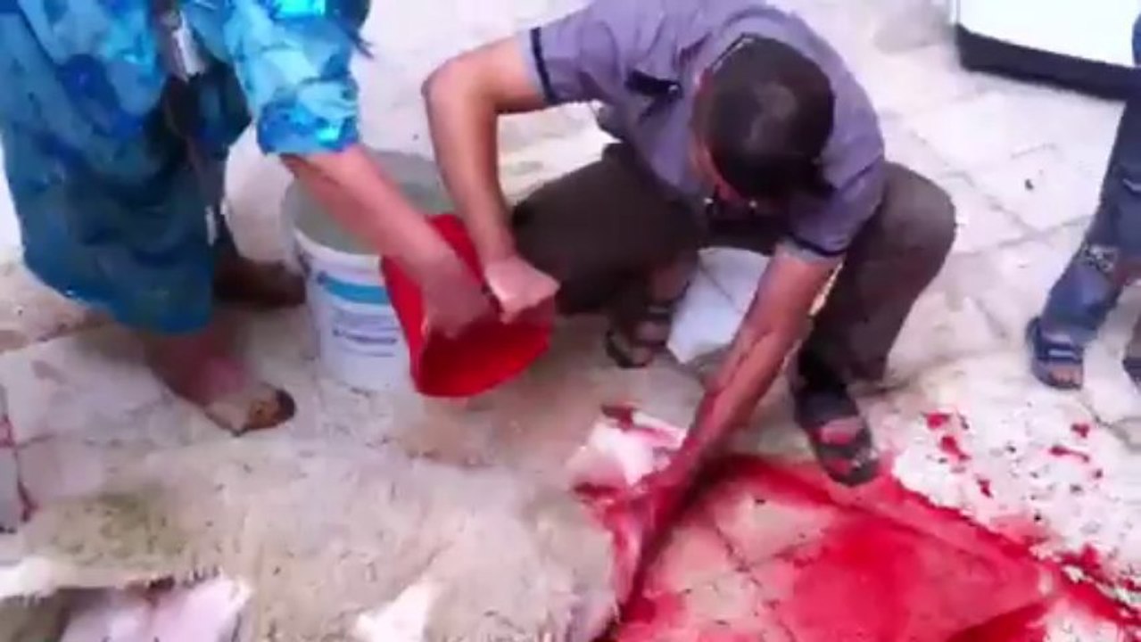 أضحية العيد