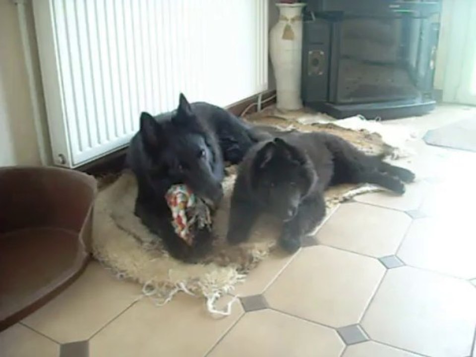 15 octobre 2013 : Ivanhoé, 11 semaines, et sa mère Etna