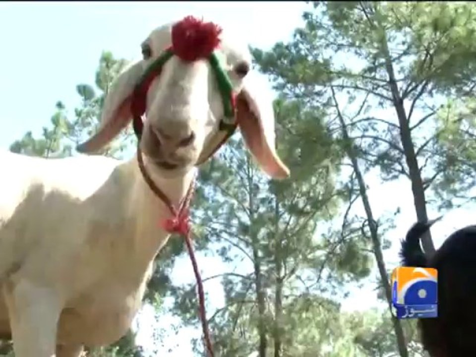 Geo Reports - 15 Oct 2013 - Sacrificial Animal buying