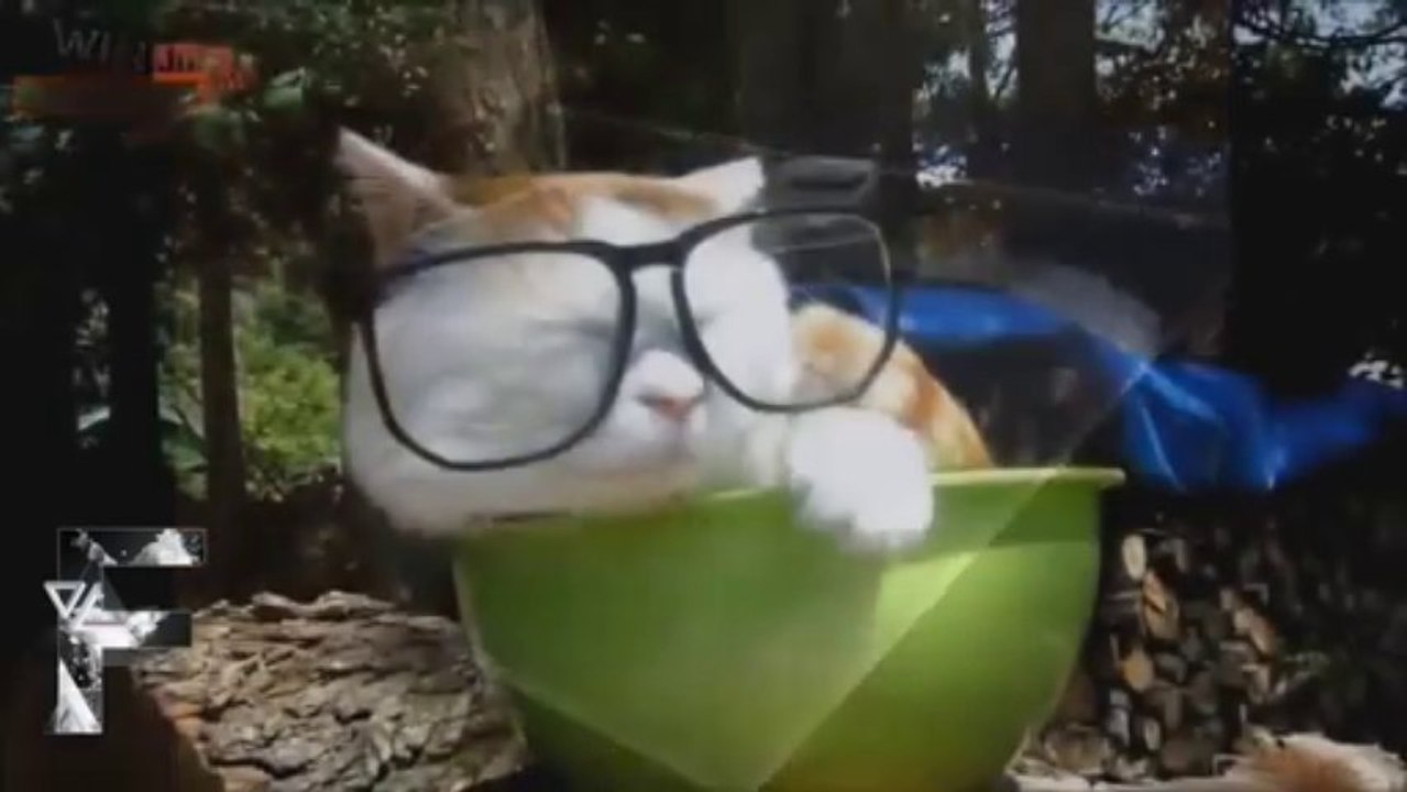 Cats Can Be Smart Compilation Supercut Compilation 2013
