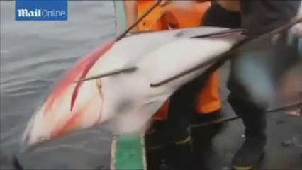 Usan delfines como carnada para cazar tiburones en Perú