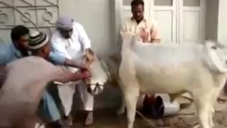 Cow Run Away Before Qurbani