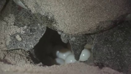 Turtle Reserve from Ras Al Hadd to Oman...