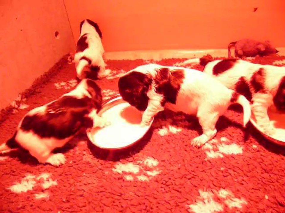 Chiots de Laly, aperçu de la première bouillie