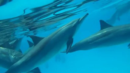 Nager ave les Dauphins